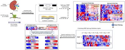 Modulator-Dependent RBPs Changes Alternative Splicing Outcomes in Kidney Cancer